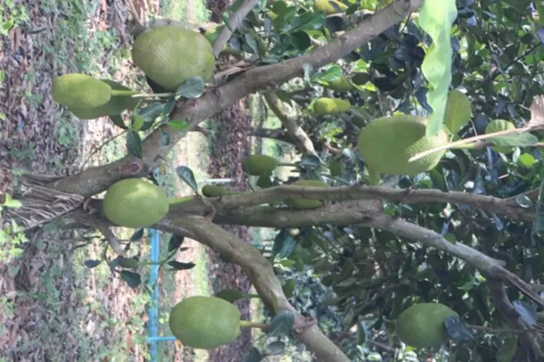 สสก.3 ระยอง นำสื่อมวลชนชมความสำเร็จ “วิสาหกิจชุมชนแปลงใหญ่ขนุนตำบลหนองเหียง” ชูเป็นขนุน GI อำเภอพนัสนิคม จังหวัดชลบุรี
