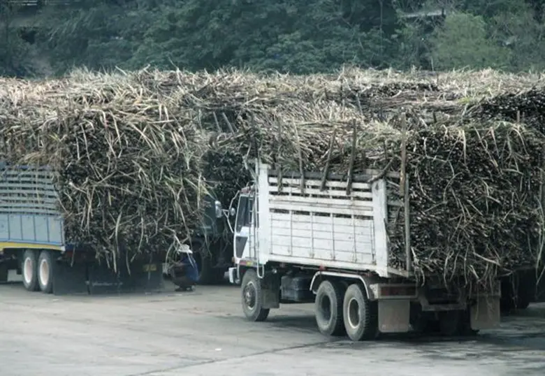 โรงงานน้ำตาลทราย โชว์ผลผลิตอ้อยช่วงเริ่มต้นฤดูการหีบปี 62/63 ชี้อ้อยไฟไหม้ยังต้องเร่งแก้ไข
