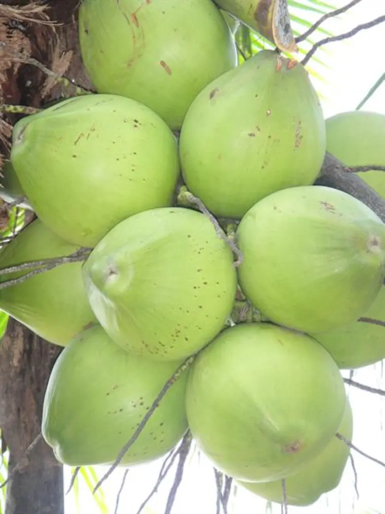 บุกเวียดนามเคลียร์เส้นทางส่งออกผลไม้ไทย มะพร้าวอ่อนเนื้อหอมสุดเตรียมรุกตลาดเวียดนาม