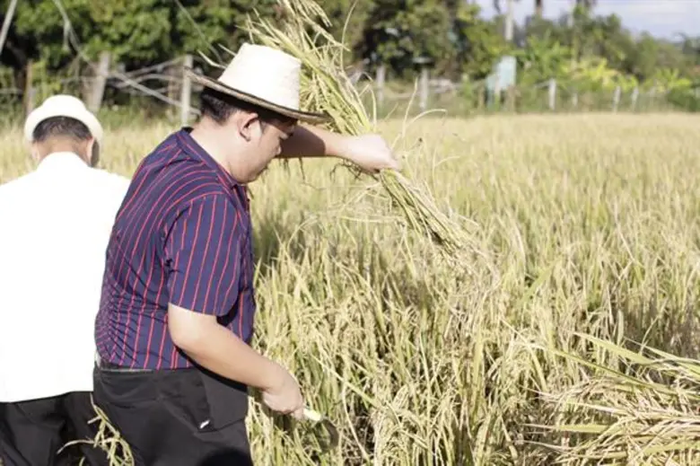 ชุมชนสันป่าเปา : สัมผัสวิถีชุมชนสุขภาพภายใต้การท่องเที่ยวเชิงเกษตร