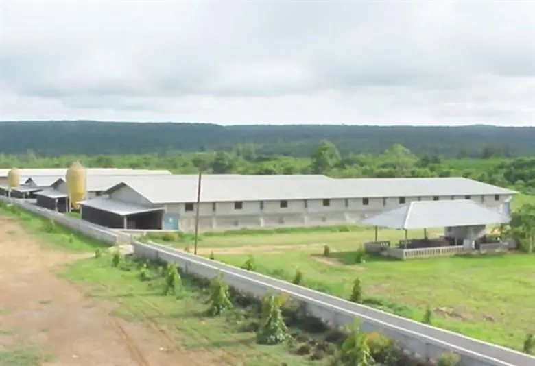 กรมปศุสัตว์ย้ำหมูไทยปลอดภัย ชี้ข่าวไต้หวันเป็นแค่ไข้หวัดใหญ่ตามฤดูกาล