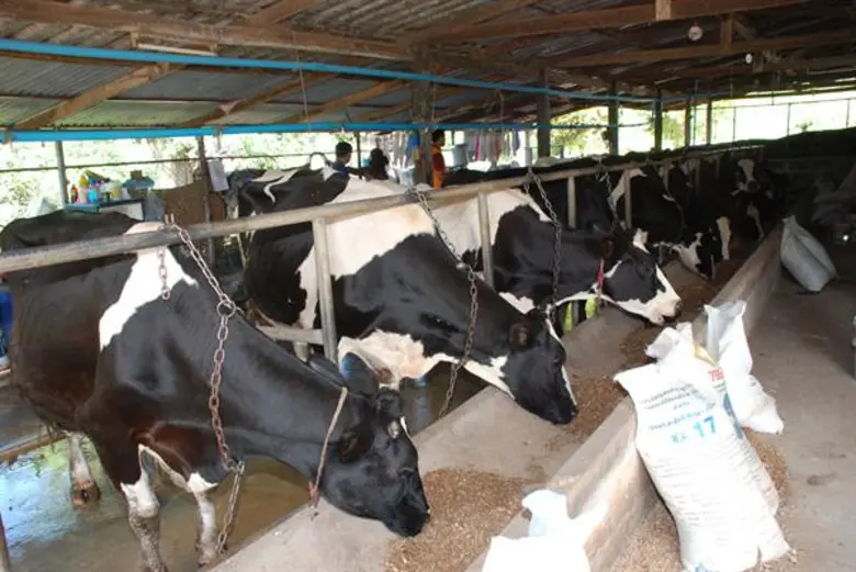 กรมส่งเสริมสหกรณ์ จับมือ ม.มหาสารคาม และ ม.เกษตรฯ กำแพงแสน สานต่ออาชีพพระราชทาน สนับสนุนทุนการศึกษาปริญญาตรีบุตร - หลานสมาชิกสหกรณ์ผู้เลี้ยงโคนม