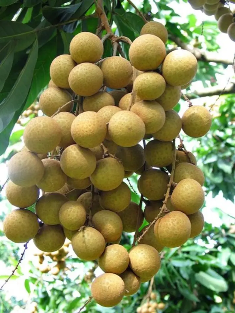 เกษตรฯ สั่งการเจ้าหน้าที่เร่งประสานงานช่วยเหลือชาวสวนลำไยจันทบุรีก่อนยืนต้นตาย