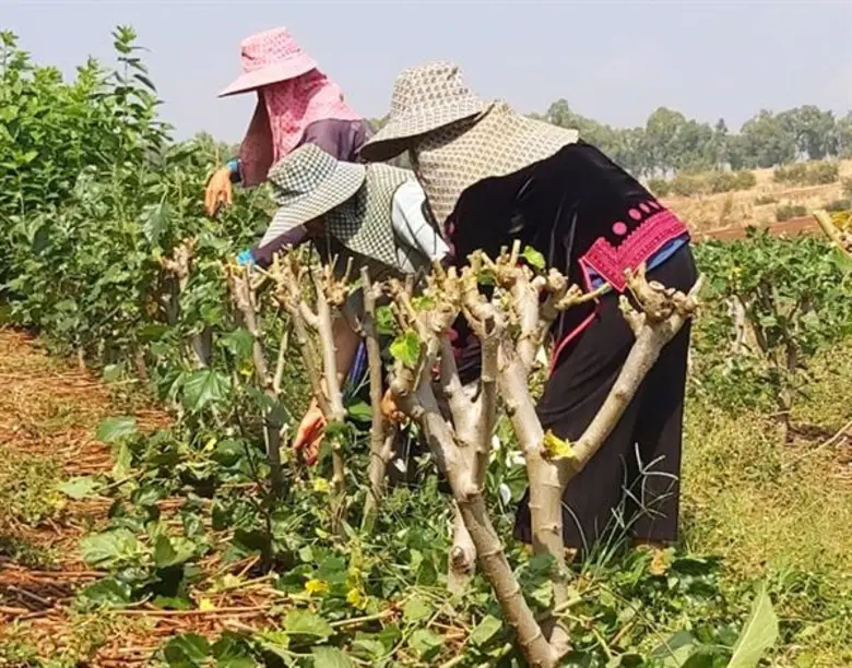 กรมหม่อนไหมแนะเกษตรกรทำสาวหม่อน ควบคุมคุณภาพการผลิตใบหม่อนได้ตลอดปี