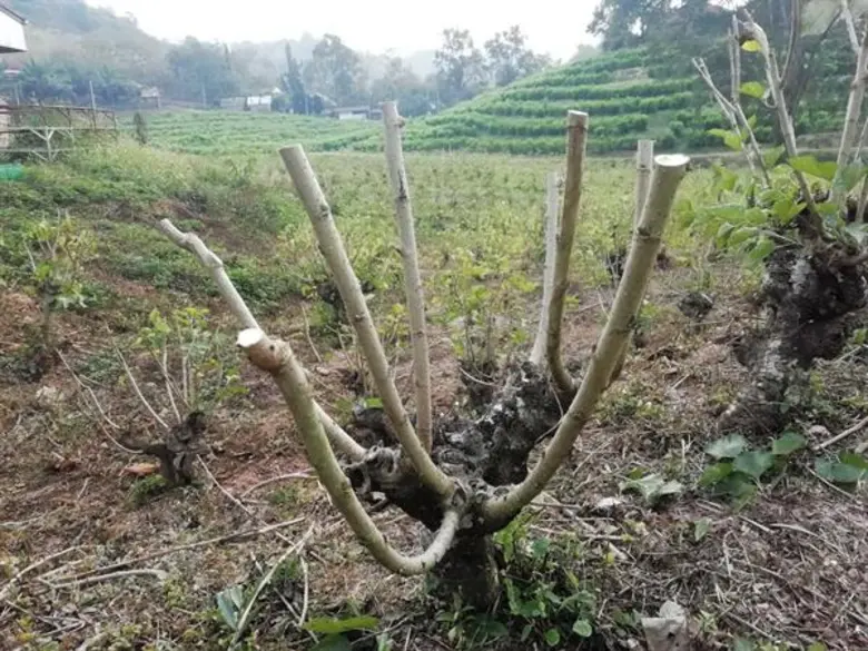 กรมหม่อนไหมแนะเกษตรกรทำสาวหม่อน ควบคุมคุณภาพการผลิตใบหม่อนได้ตลอดปี