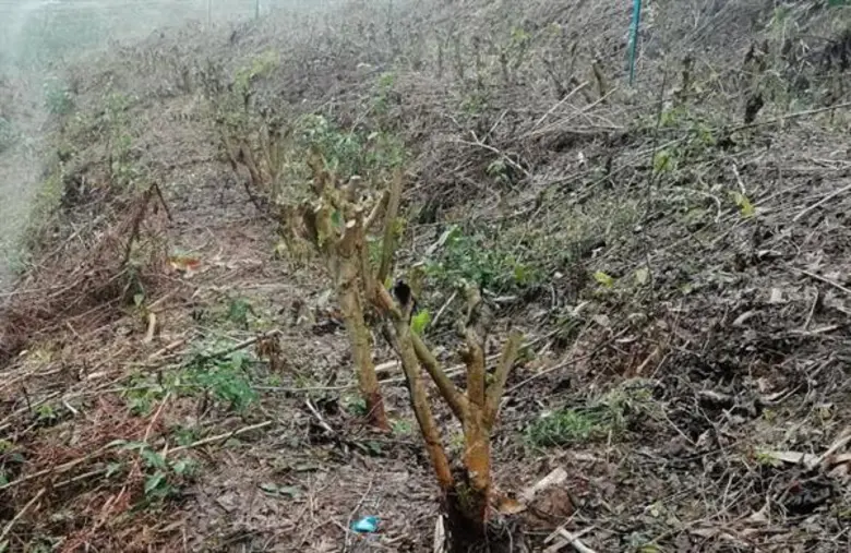 กรมหม่อนไหมแนะเกษตรกรทำสาวหม่อน ควบคุมคุณภาพการผลิตใบหม่อนได้ตลอดปี