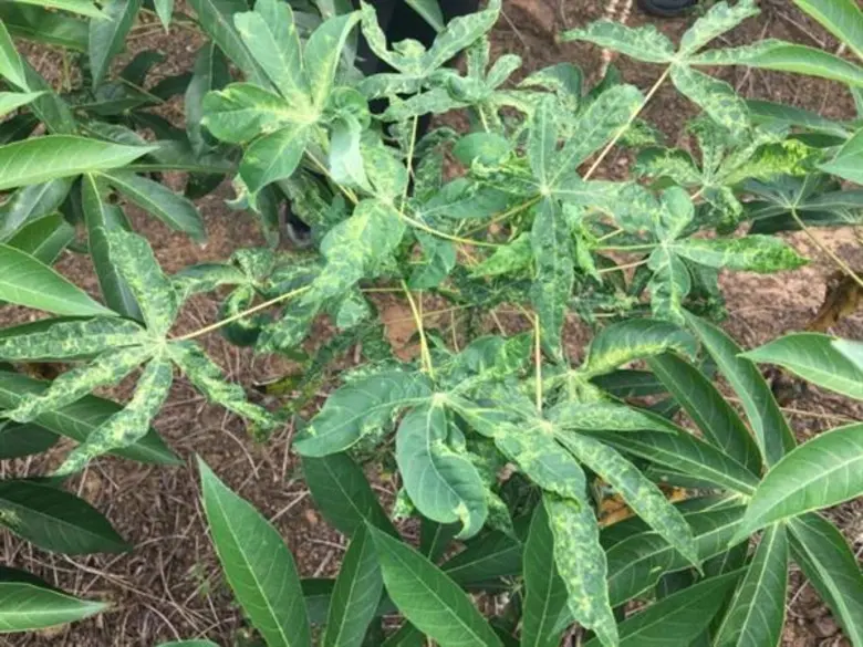 เกษตรฯ เดินเครื่องควบคุมโรคใบด่างมันสำปะหลัง สศก. เผย ชลบุรี-ฉะเชิงทรา หยุดวงจรโรคระบาดได้แล้ว