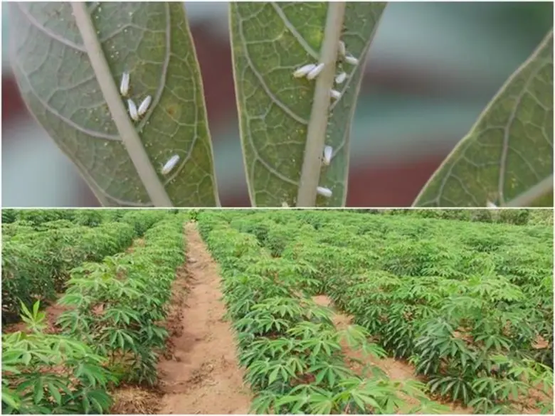 เกษตรฯ เดินเครื่องควบคุมโรคใบด่างมันสำปะหลัง สศก. เผย ชลบุรี-ฉะเชิงทรา หยุดวงจรโรคระบาดได้แล้ว