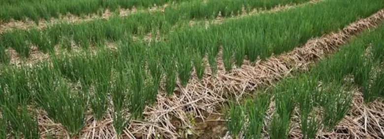 หอมแดงเพชรบูรณ์ ออกตลาดแล้ว สศก. ระบุ ปี 63 ผลผลิตเพิ่มขึ้น ราคายังดี