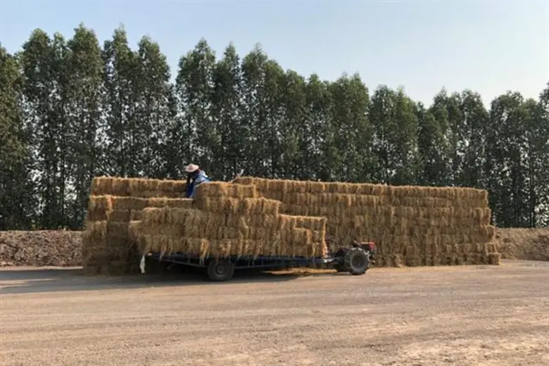 เอสซีจี ร่วมกับ สยามคูโบต้า หอการค้าไทยและสภาหอการค้าแห่งประเทศไทย รับซื้อฟางข้าว ใบอ้อย และซังข้าวโพด เพื่ออากาศสะอาดและแก้ปัญหา PM 2.5 จากการเผาไร่ พร้อมเสริมรายได้ให้เกษตรกร