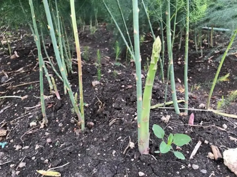 เกษตรฯ จับมือ สภาหอการค้า นำร่องเมืองกาญจน์ ดัน 'หน่อไม้ฝรั่ง-ข้าวโพดฝักอ่อน’ พืชมูลค่าสูง สร้างรายได้เกษตรกร