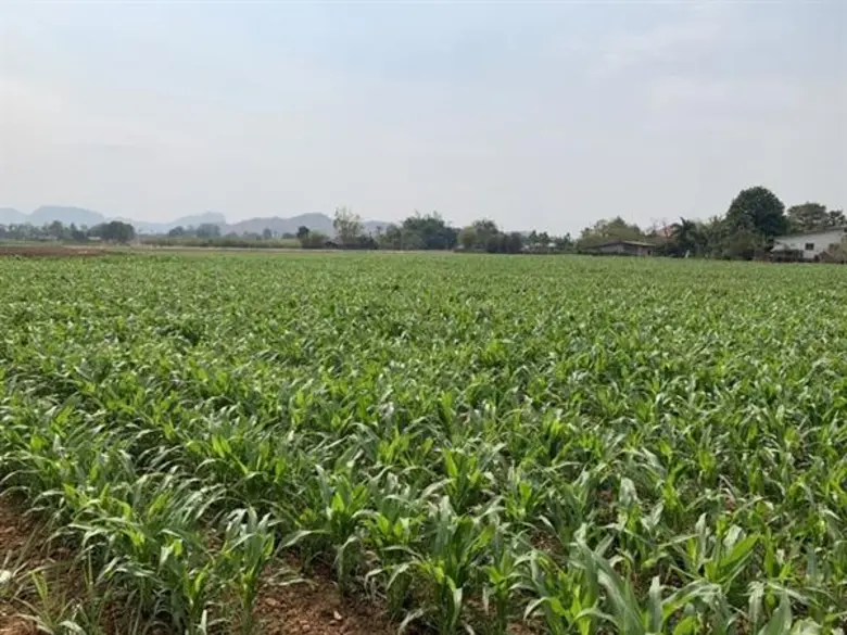 เกษตรฯ จับมือ สภาหอการค้า นำร่องเมืองกาญจน์ ดัน 'หน่อไม้ฝรั่ง-ข้าวโพดฝักอ่อน’ พืชมูลค่าสูง สร้างรายได้เกษตรกร