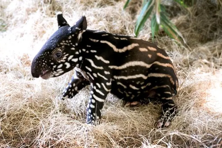 ซาฟารีเวิลด์ เผยภาพสุดประทับใจของลูกสมเสร็จลายแตงไทย ต้อนรับปี 2020