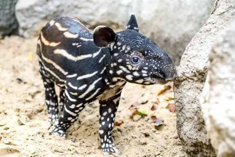 ซาฟารีเวิลด์ เผยภาพสุดประทับใจของลูกสมเสร็จลายแตงไทย ต้อนรับปี 2020