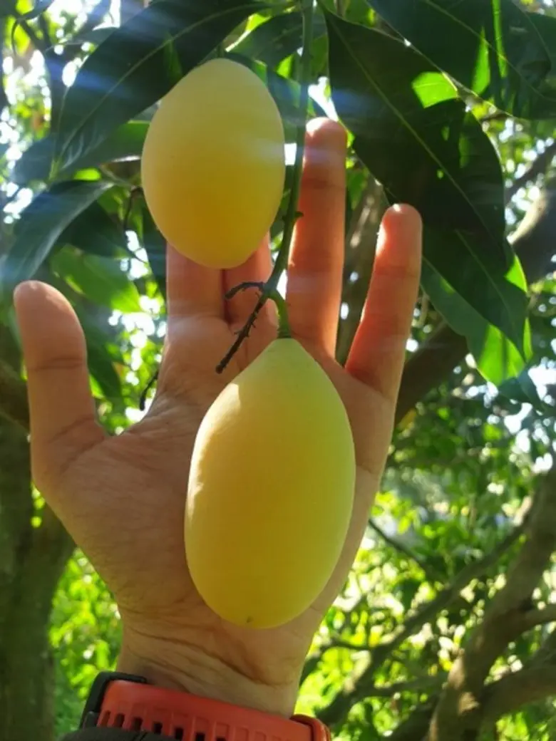 สำนักส่งเสริมและฝึกอบรม ม.เกษตร จัดสัมมนาวิชาการและศึกษาดูงาน เรื่อง มะยงชิด ติดไฟได้ผลผลิต