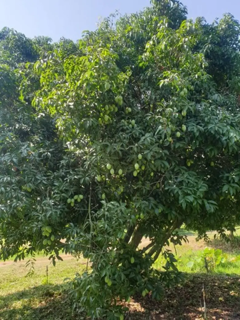 สำนักส่งเสริมและฝึกอบรม ม.เกษตร จัดสัมมนาวิชาการและศึกษาดูงาน เรื่อง มะยงชิด ติดไฟได้ผลผลิต