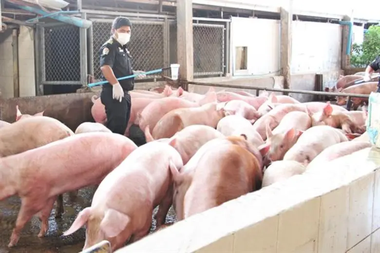 ปศุสัตว์แจงสื่อนอกเผยข้อมูลเก่าปี 62 ย้ำใช้ไม้ทุบหัวสุกรก่อนฆ่าผิดพรบ.ควบคุมการฆ่าสัตว์ฯ มีโทษหนัก