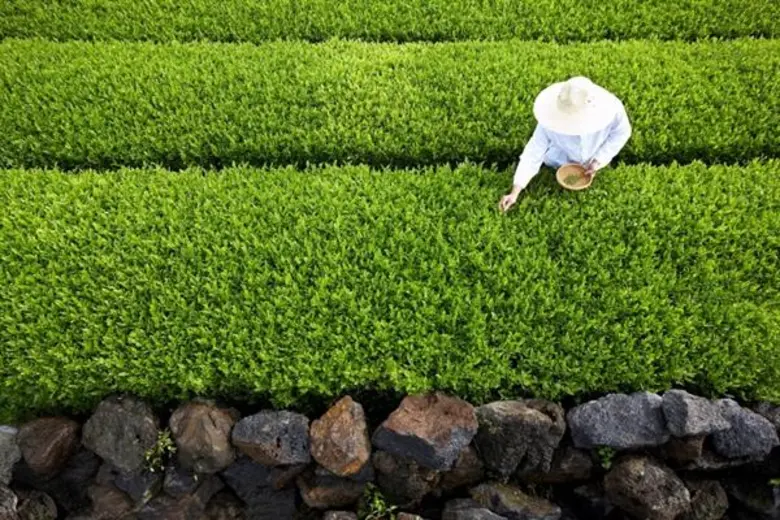 - To advance research of green tea strain found in ...