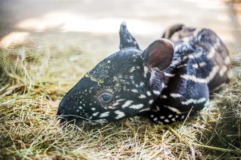 ซาฟารีเวิลด์ฉลองทศวรรษ 2020 ด้วยสมาชิกใหม...