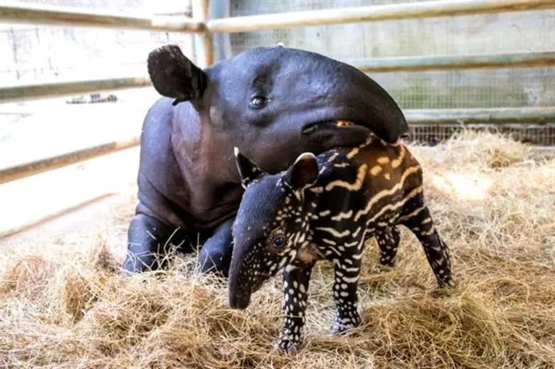 ซาฟารีเวิลด์ เผยภาพสุดประทับใจของลูกสมเสร็จลายแตงไทย ต้อนรับปี 2020