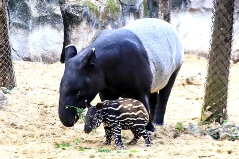 ซาฟารีเวิลด์ เผยภาพสุดประทับใจของลูกสมเสร็จลายแตงไทย ต้อนรับปี 2020