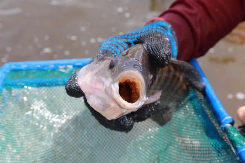 สกสว. หนุนวิจัยยกระดับการเลี้ยงปลานิลเพิ่มมูลค่าหมื่นล้าน