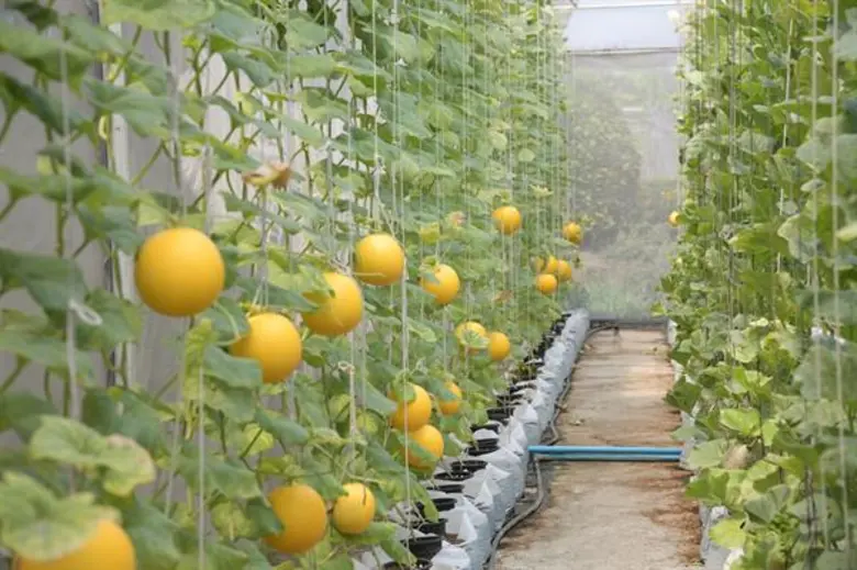 กทม.พร้อมรองรับสถานการณ์ภัยแล้ง - ฝึกอาชีพเสริมช่วยเหลือเกษตรกรในพื้นที่