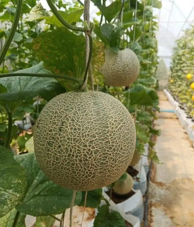 กทม.พร้อมรองรับสถานการณ์ภัยแล้ง - ฝึกอาชีพเสริมช่วยเหลือเกษตรกรในพื้นที่