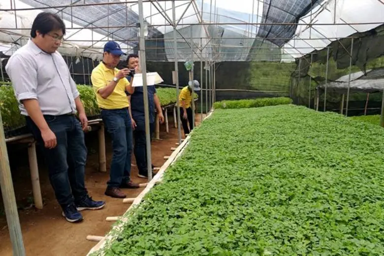 กรมวิชาการเกษตร ส่งสัญญาณหนอนผีเสื้อชอนใบ...