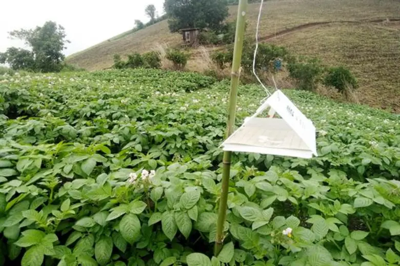 จี้ตื่นตัวเฝ้าระวังหนอนชอนใบมะเขือเทศโผล่ไทย ป้องภาคเกษตรและอุตสาหกรรมกระทบหนัก