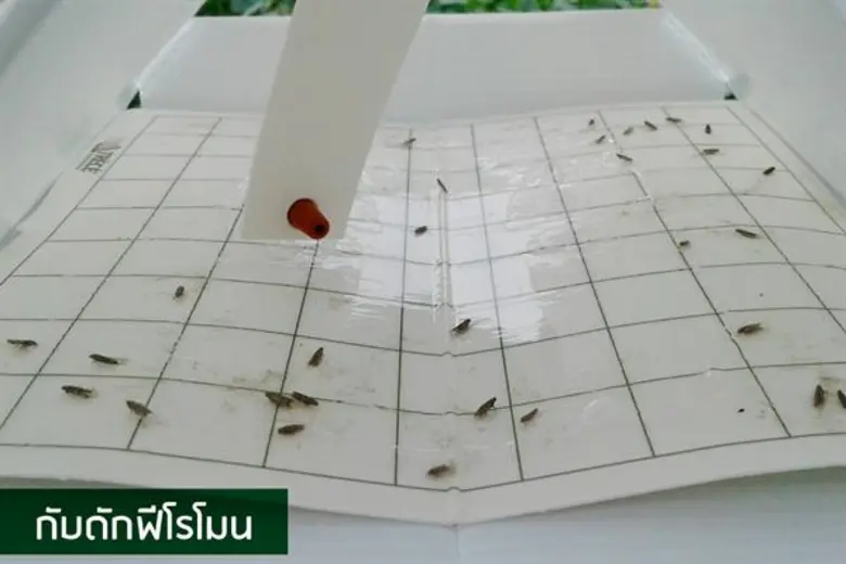 จี้ตื่นตัวเฝ้าระวังหนอนชอนใบมะเขือเทศโผล่ไทย ป้องภาคเกษตรและอุตสาหกรรมกระทบหนัก