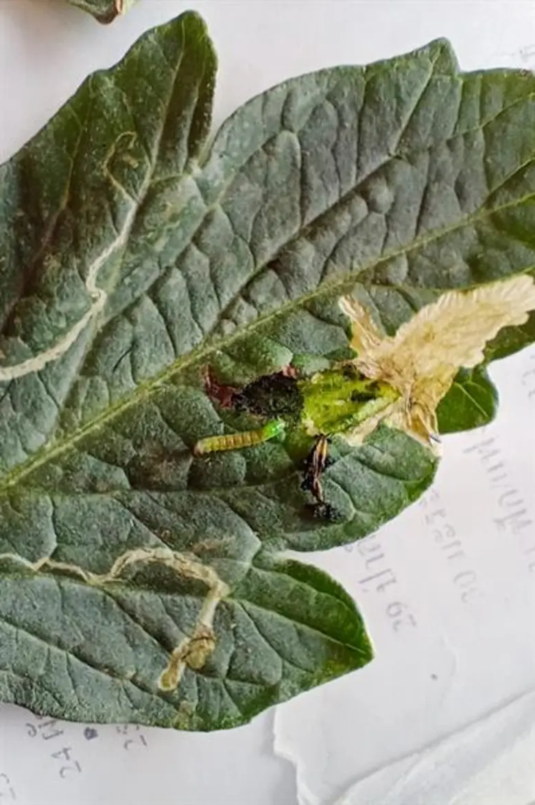 จี้ตื่นตัวเฝ้าระวังหนอนชอนใบมะเขือเทศโผล่ไทย ป้องภาคเกษตรและอุตสาหกรรมกระทบหนัก