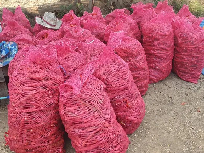 สำนักงานสหกรณ์จังหวัดพิจิตรหนุนสหกรณ์ส่งเสริมสมาชิกปลูกพริกซอสส่งขายโรงงาน รับซื้อราคาประกัน มีรายได้มั่นคงหวังปลดหนี้มีเงินเก็บออม