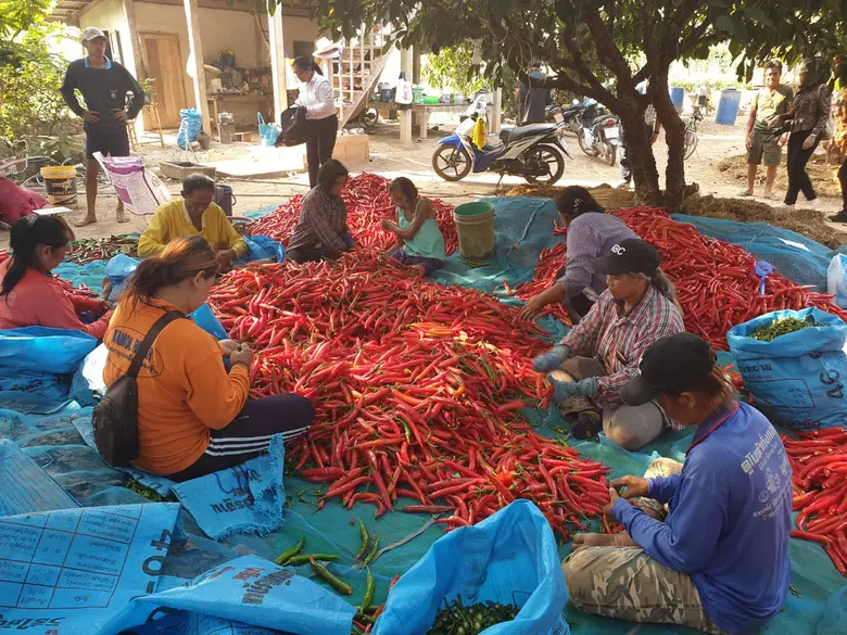 สำนักงานสหกรณ์จังหวัดพิจิตรหนุนสหกรณ์ส่งเสริมสมาชิกปลูกพริกซอสส่งขายโรงงาน รับซื้อราคาประกัน มีรายได้มั่นคงหวังปลดหนี้มีเงินเก็บออม