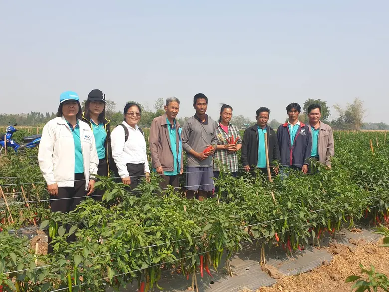 สำนักงานสหกรณ์จังหวัดพิจิตรหนุนสหกรณ์ส่งเสริมสมาชิกปลูกพริกซอสส่งขายโรงงาน รับซื้อราคาประกัน มีรายได้มั่นคงหวังปลดหนี้มีเงินเก็บออม