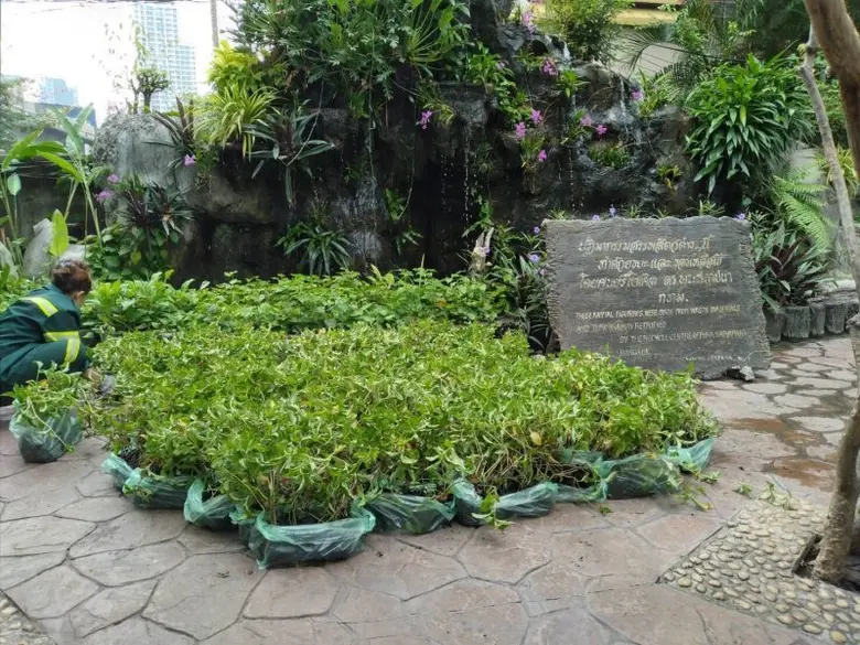 กระทรวงเกษตรฯ สั่งลุย!! แจกต้นไม้ 5 หมื่นต้น ชวนคนกรุงสูดอากาศสดชื่น คืนพื้นที่สีเขียวทั่วเมือง