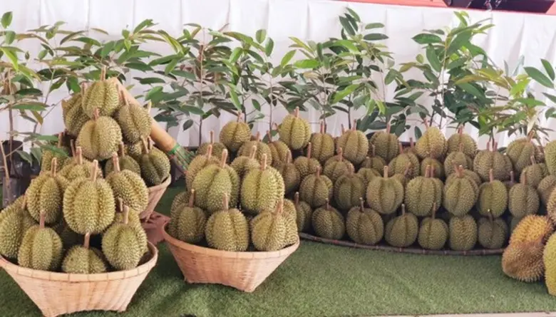 เตือนเกษตรกรและพ่อค้าอย่าขายทุเรียนอ่อน ผิดกฎหมายทั้งอาญา และ พ.ร.บ. คุ้มครองผู้บริโภค