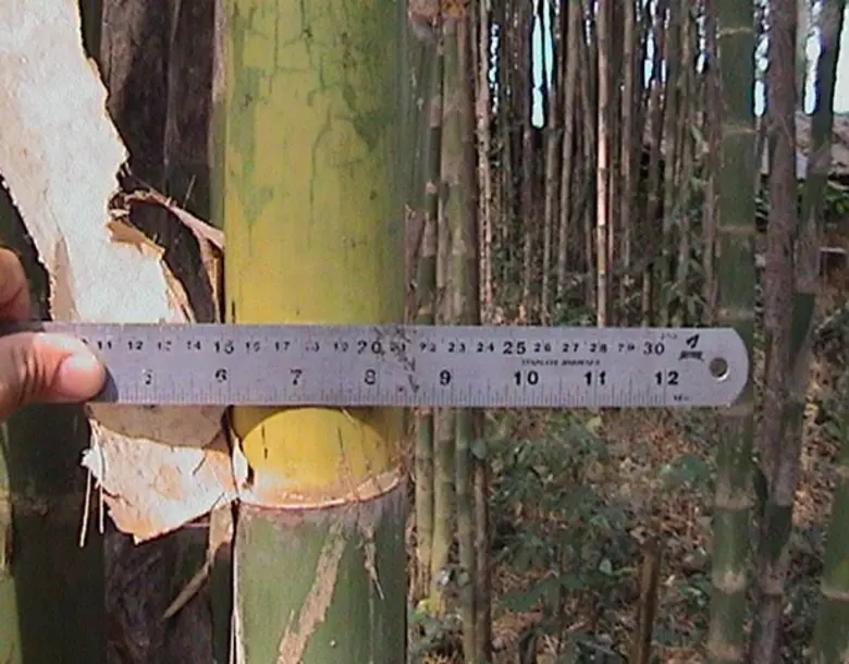 สศก. ชู 'ไผ่รวก-มะม่วงหิมพานต์’ พืชเศรษฐกิจทนแล้ง จ.น่าน ปลูกง่าย เก็บผลผลิตได้ยาว