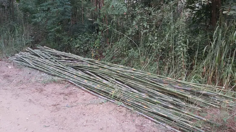 สศก. ชู 'ไผ่รวก-มะม่วงหิมพานต์’ พืชเศรษฐกิจทนแล้ง จ.น่าน ปลูกง่าย เก็บผลผลิตได้ยาว