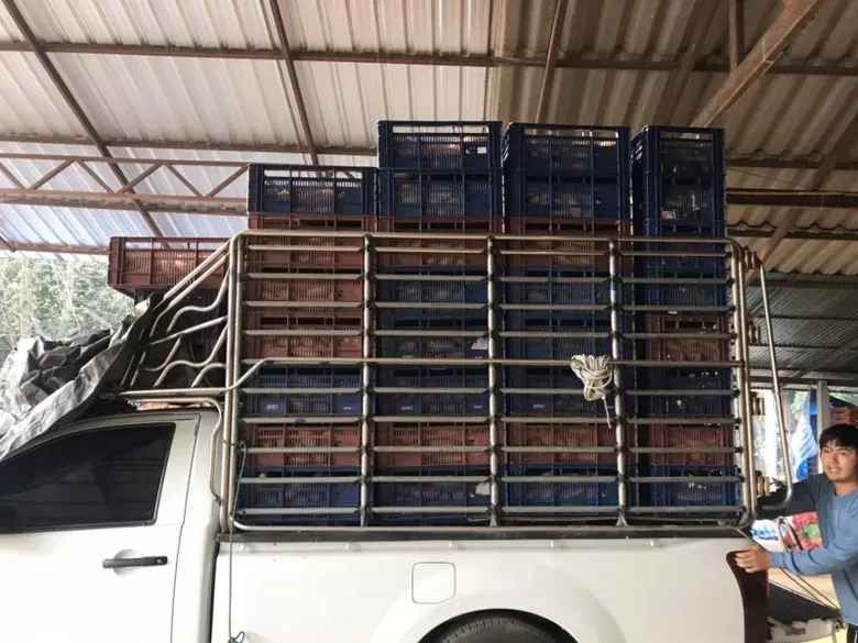 สหกรณ์จังหวัดเชียงใหม่ หนุนสหกรณ์ผลิตมันฝรั่งป้อนห้างบิ๊กซี เกษตรกรมีเฮ !!!ได้ราคาดี