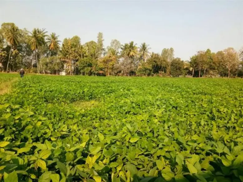 หวั่นภัยแล้งกระทบ เกษตรกรราชบุรี ปลูกถั่วลิสงแทนข้าวนาปรัง ลดความเสี่ยง แถมให้ผลตอบแทนสูง