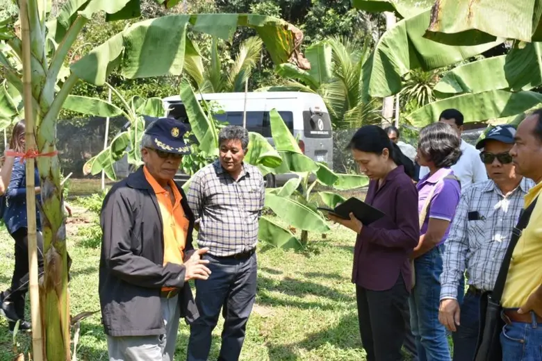 สศก. ดัน กล้วยหอมทองคุณภาพ จ.สุราษฎร์ธานี ส่งออกต่างประเทศ พร้อมตั้งเป้า ขยายพื้นที่กว่า 500 ไร่/ปี