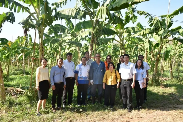 สศก. ดัน กล้วยหอมทองคุณภาพ จ.สุราษฎร์ธานี ส่งออกต่างประเทศ พร้อมตั้งเป้า ขยายพื้นที่กว่า 500 ไร่/ปี