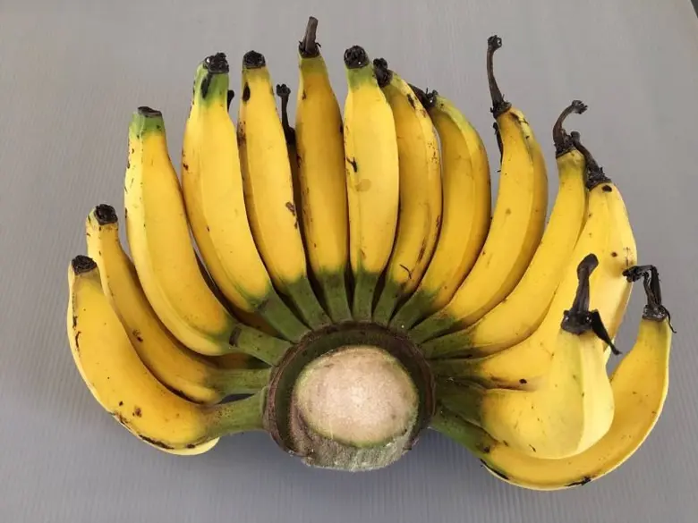 กรมวิชาการเกษตร ปรับปรุงพันธุ์กล้วยเล็บมื...