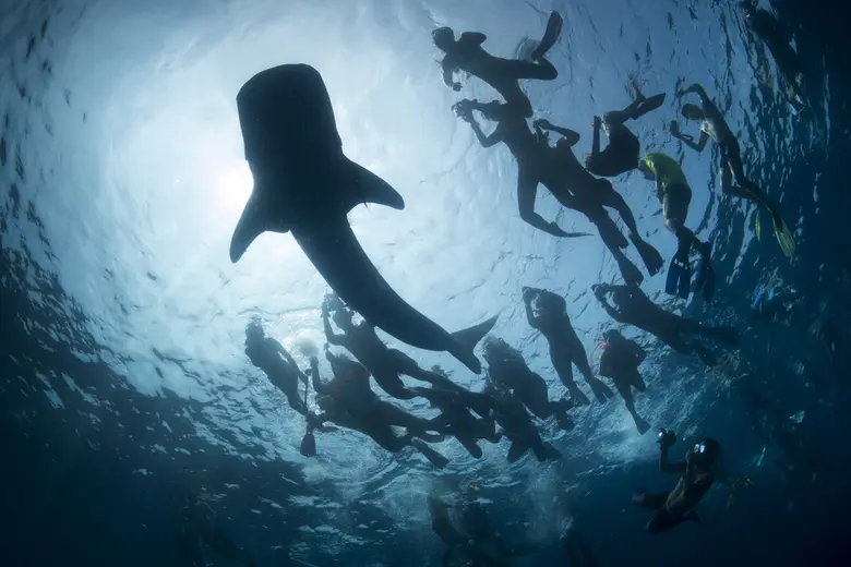 จากงานประกวดภาพถ่าย TDEX Underwater Photo...