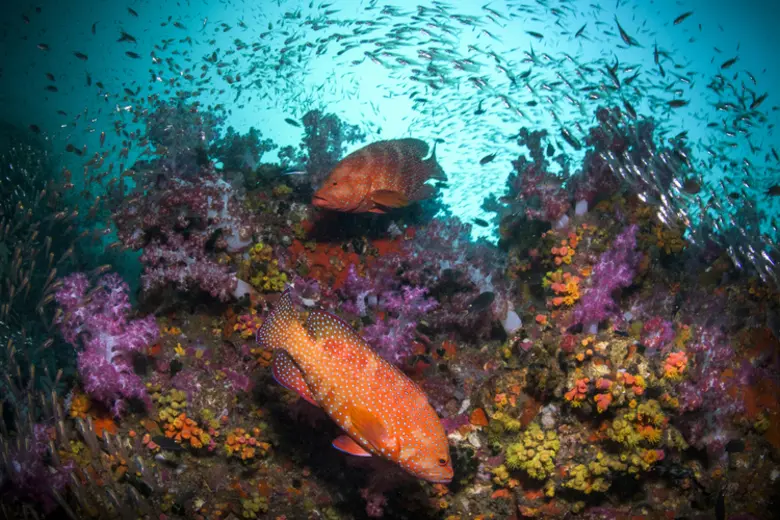 “ชิน-ศิรชัย” ส่งต่อแรงบันดาลใจนักถ่ายภาพใต้น้ำ เจ้าของภาพถ่ายฉลามวาฬ หนึ่งในผลงานชนะเลิศจาก TDEX Underwater Photo Contest