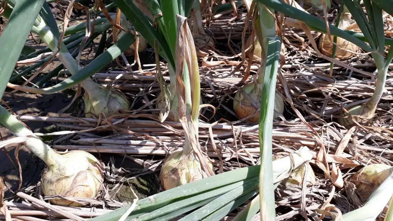 สหกรณ์ผู้ปลูกหอมหัวใหญ่ฝาง จำกัด เปิดจุดรวบรวมกระจายผลผลิต พร้อมเชื่อมโยงตลาดกับเอกชน สมาชิกพอใจมีรายได้มั่นคง