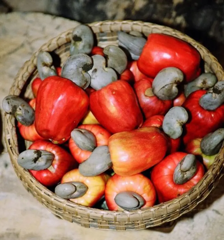 ช่วงนี้ต้นมะม่วงหิมพานต์เริ่มเข้าสู่ระยะพ...