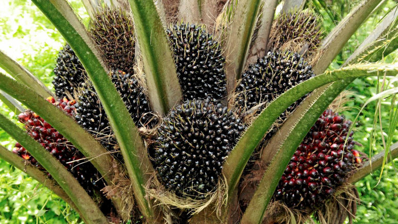 สศก. เร่งประสานทุกหน่วย รับมือวิกฤตโควิด-19 สร้างความมั่นใจ สินค้าเกษตรไม่ขาดแคลน แรงงานคืนถิ่นมีอาชีพเกษตรรองรับแน่นอน