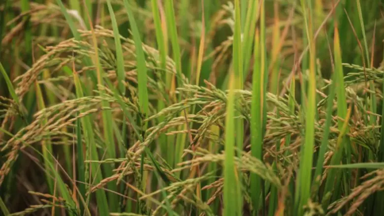สศก. เร่งประสานทุกหน่วย รับมือวิกฤตโควิด-19 สร้างความมั่นใจ สินค้าเกษตรไม่ขาดแคลน แรงงานคืนถิ่นมีอาชีพเกษตรรองรับแน่นอน